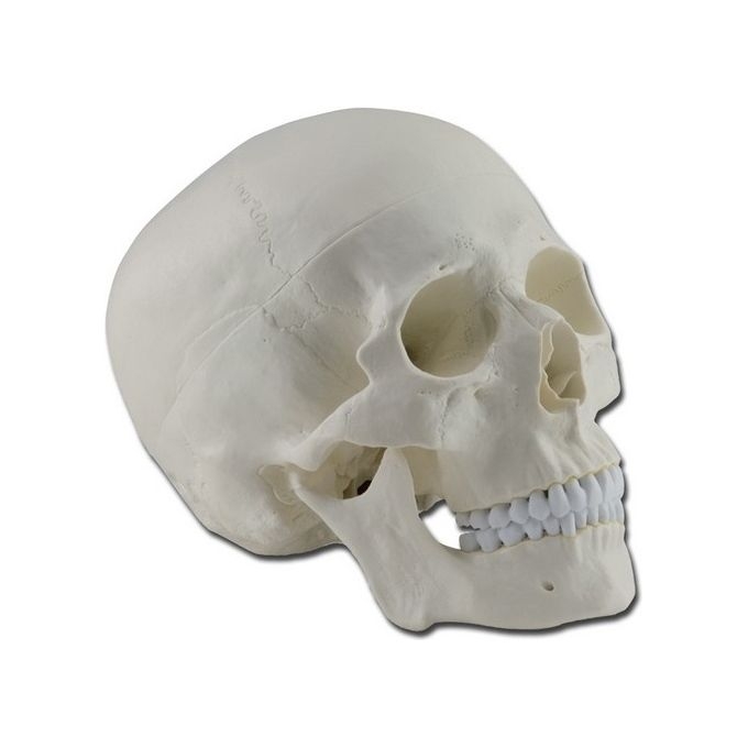 Modello Cranio 3 Parti