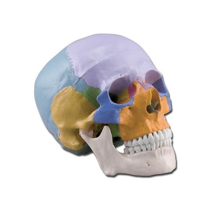 Modello Cranio Colorato 3