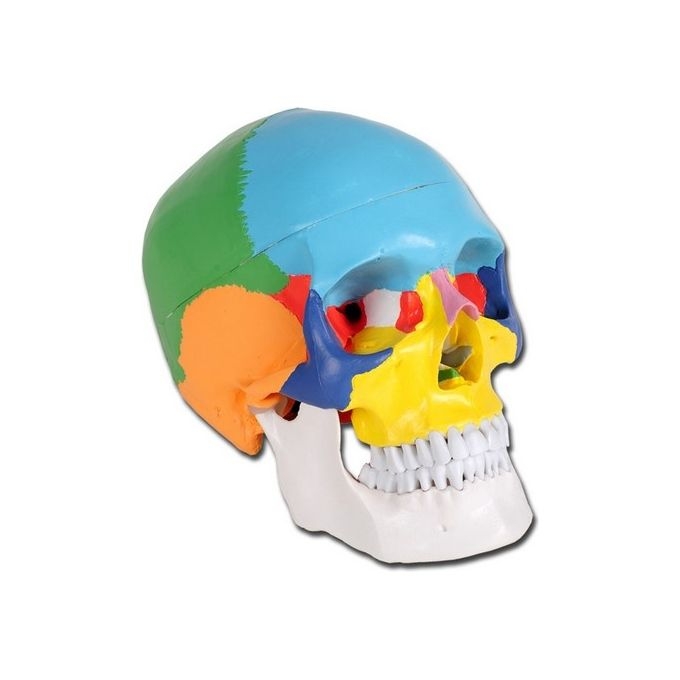Modello Cranio Colorato Linea