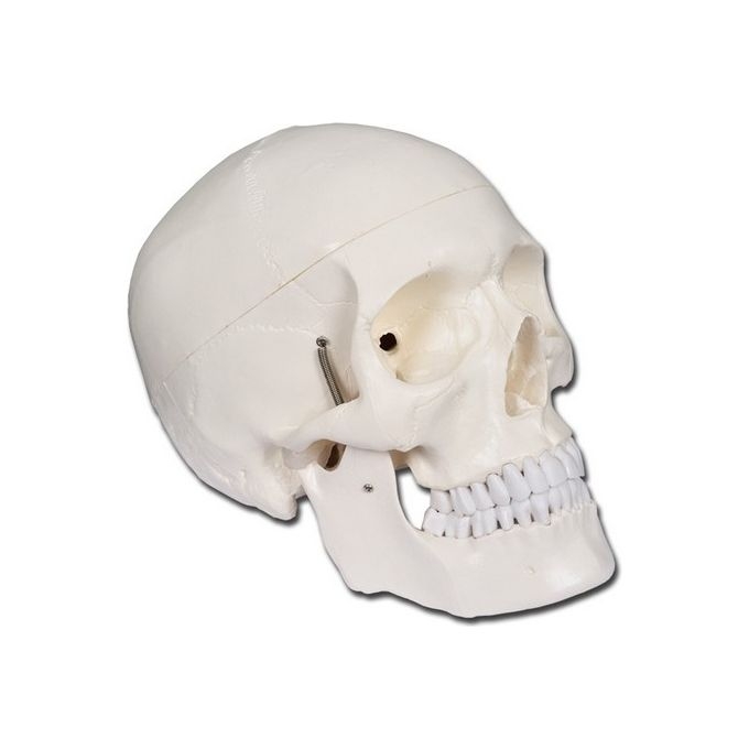 Modello Cranio Linea Value