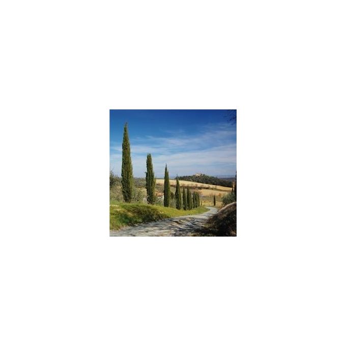 Walimex Pro Filtro Polarizzatore Circolare Coated 67mm