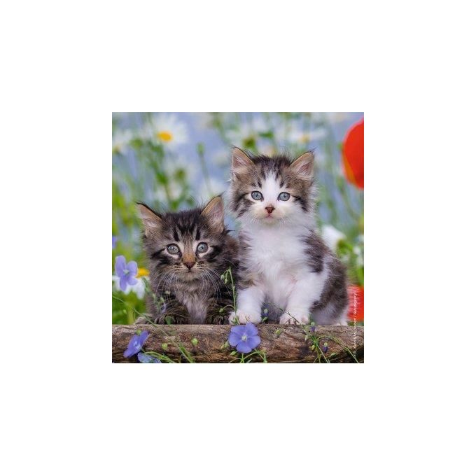 Puzzle 3X49 Generi Con Gatos