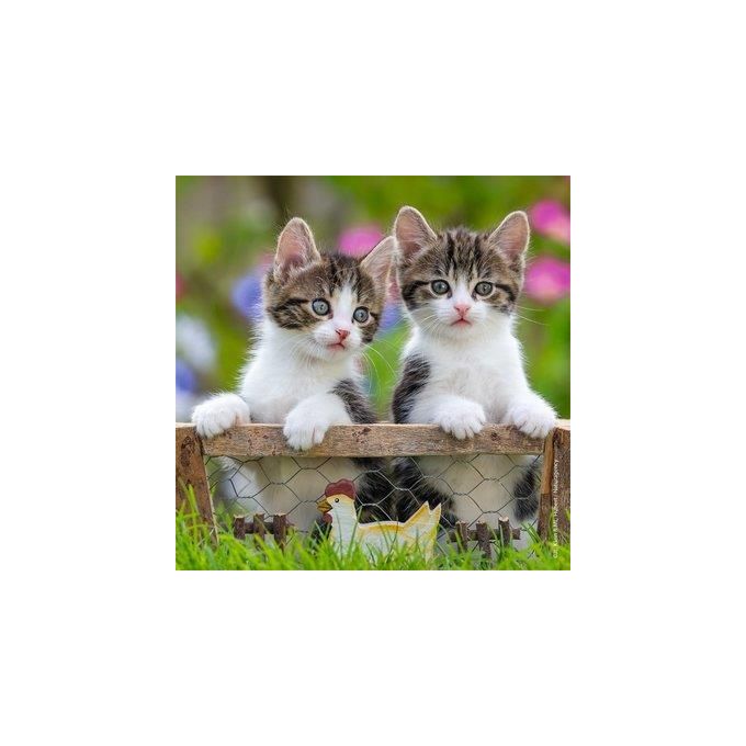 Puzzle 3X49 Generi Con Gatos