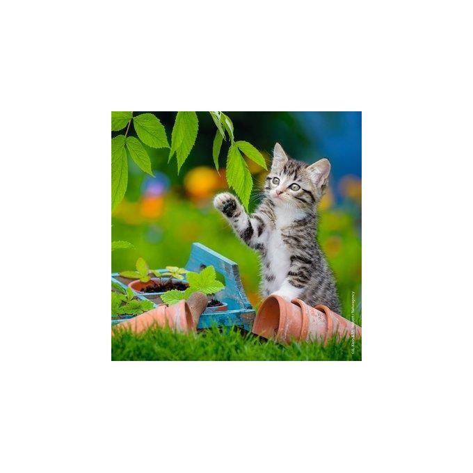Puzzle 3X49 Generi Con Gatos