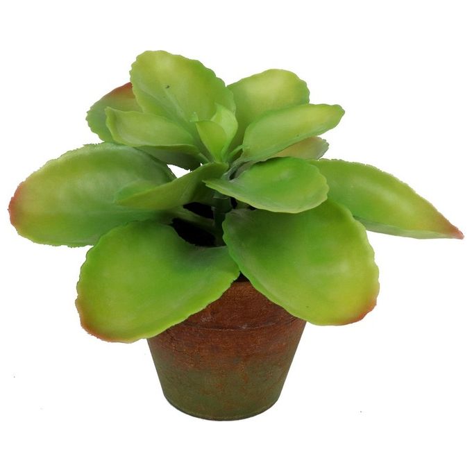 Succulenta in Vaso 19X22 cm