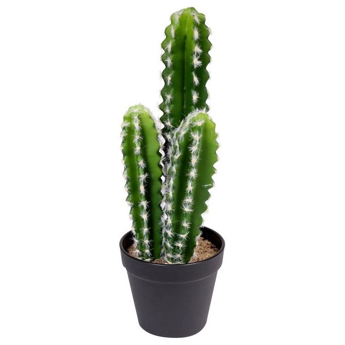 Cactus in Vaso di Plastica 12,6X38 cm