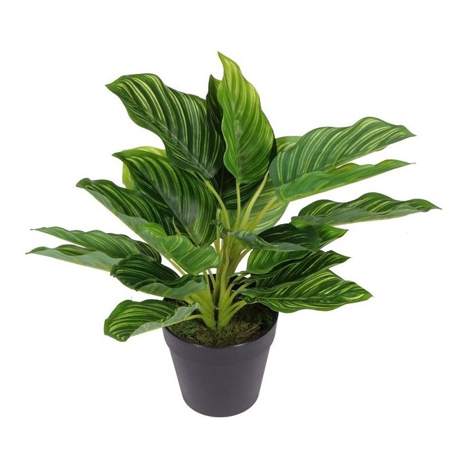 Calatea Real Toch in Vaso 21X30 cm Nero