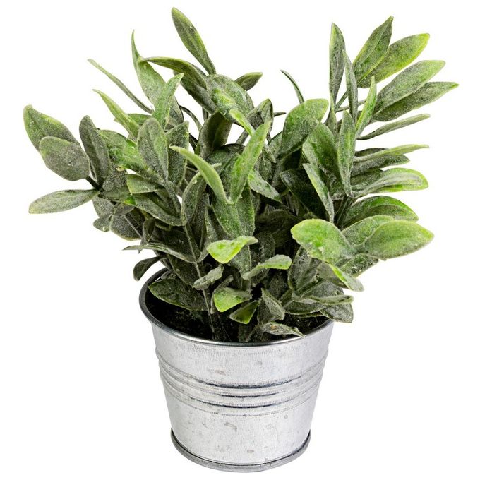 Pianta Grassa in Vaso di Latta 16X19 cm