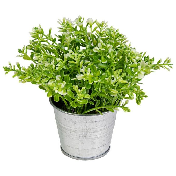 Pianta Grassa Fresh in Vaso di Latta 15X13 cm