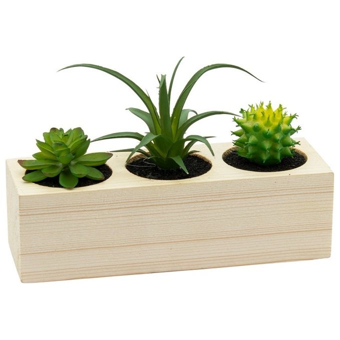 Tris Succulenta in Vaso di Legno Rettangolare 20X8X14 cm