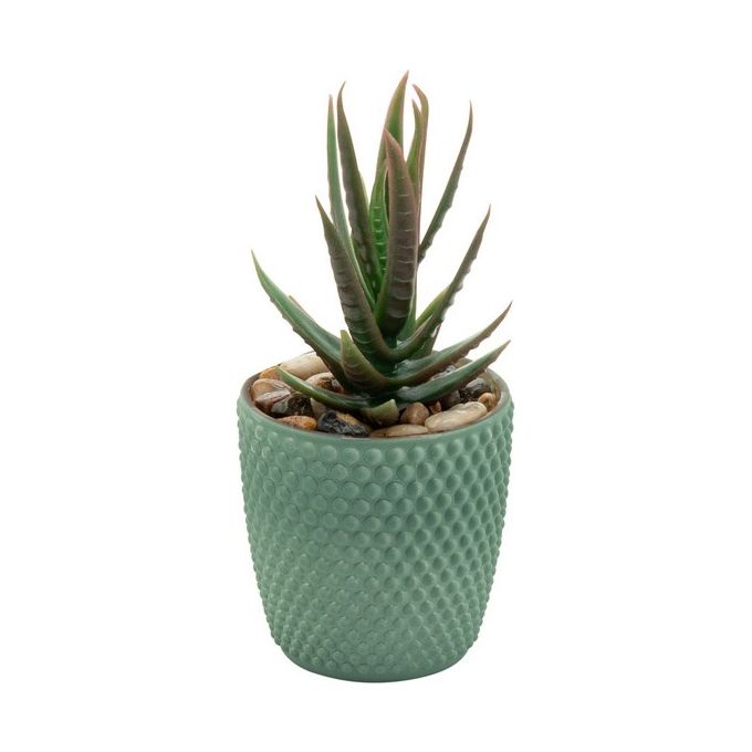 Succulenta in Vaso di Ceramica 7,5X16 cm Verde