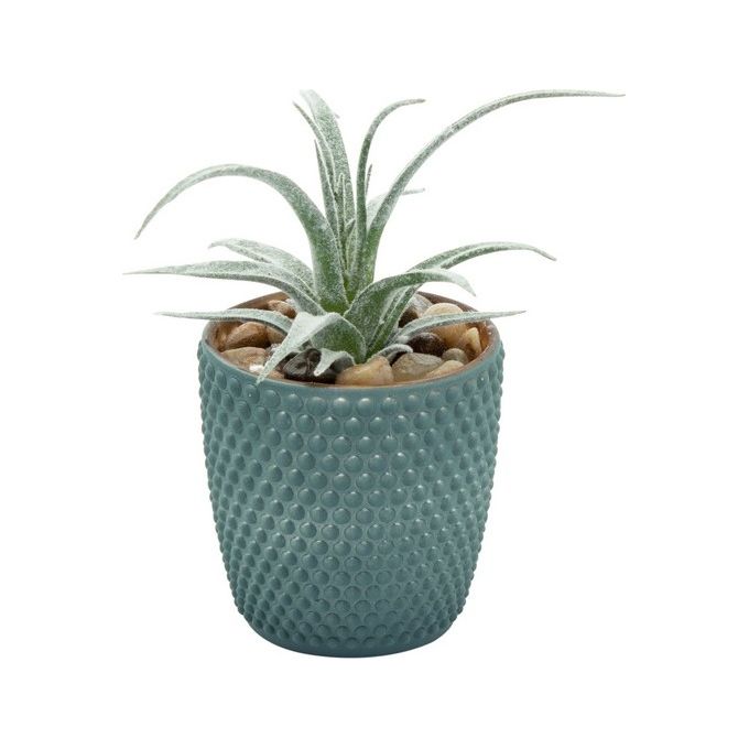 Succulenta in Vaso di Ceramica 7,5X15 cm Verde