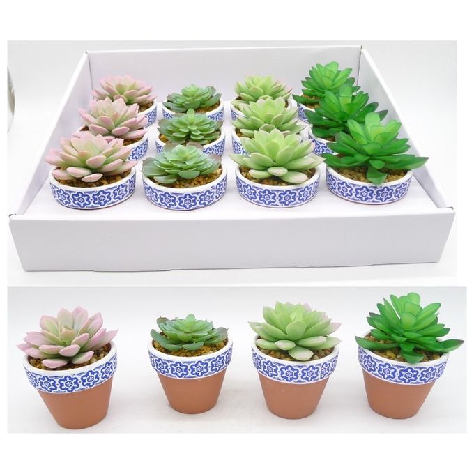 Display di 12 Pezzi Succulenta con Vaso in Terracotta Colori Assortiti