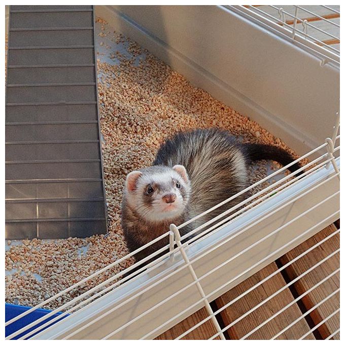 Ferplast Gabbia per furetti FURET TOWER, Struttura verticale su piu' piani, Ruote e accessori inclusi, Metallo verniciato Grigio e plastica, 75 x 80 x h 161 cm
