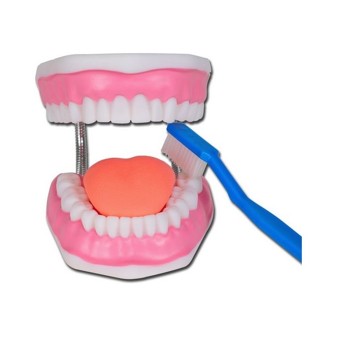 Modello Igiene Dentale Linea ''Value'' 1 pz.