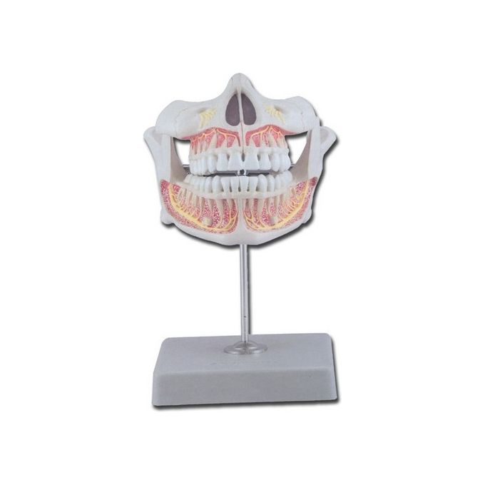 Dentatura Permanente 1 pz.