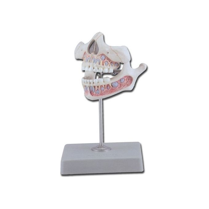 Dentatura Giovanile 1 pz.