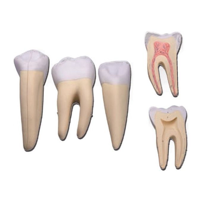 Set 3 Denti (Canino, Molare, Incisivo) 1 pz.