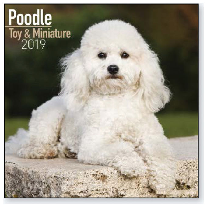 Record Calendari con cani di piccola taglia e cuccioli 30,5 x 30,5 cm