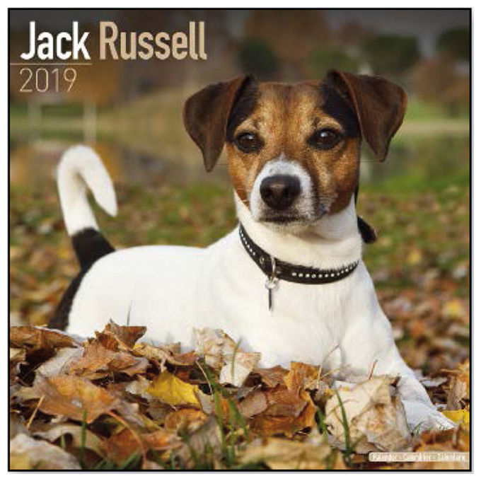 Record Calendari con cani di piccola taglia e cuccioli 30,5 x 30,5 cm