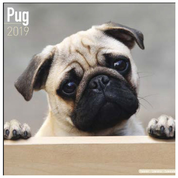 Record Calendari con cani di piccola taglia e cuccioli 30,5 x 30,5 cm
