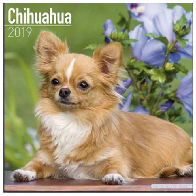 Record Calendari con cani di piccola taglia e cuccioli 30,5 x 30,5 cm