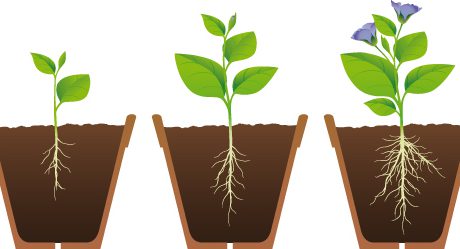 Phases,Of,Growth,Of,A,Plant vasi