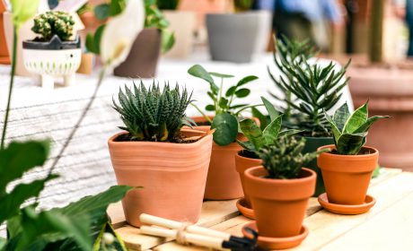 Home,And,Garden,Plants,In,The,Pots,On,The,Summer vasi