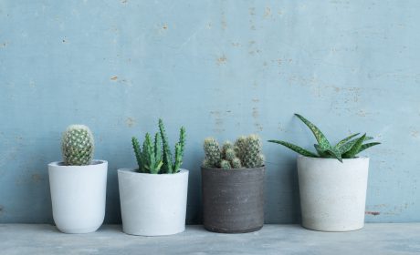 Set,Of,Cactus,In,Handmade,Concrete,Pot vasi