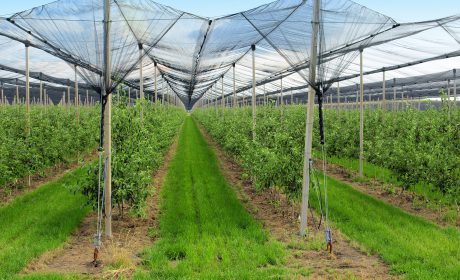 Apple,Orchard,With,Nets,To,Protect,Against,Hail,And,Birds reti antigrandine