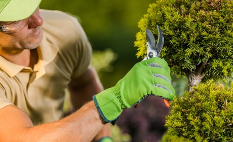 Closeup,Of,Caucasian,Landscape,Gardener,In,Green,Protective,Gloves,Taking cesoie per potatura